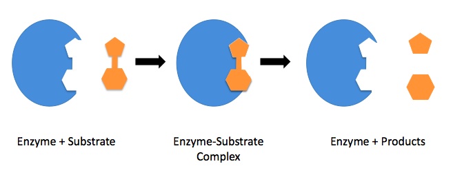 enzyme