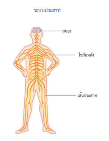 คำอธิบาย: http://www.med.cmu.ac.th/dept/vascular/human/lesson/nerve/nerve9.jpg