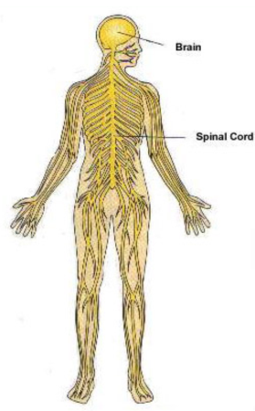 คำอธิบาย: http://www.med.cmu.ac.th/dept/vascular/human/lesson/nerve/nerve6.jpg