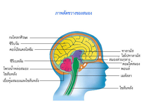 คำอธิบาย: http://www.med.cmu.ac.th/dept/vascular/human/lesson/nerve/nerve1.jpg