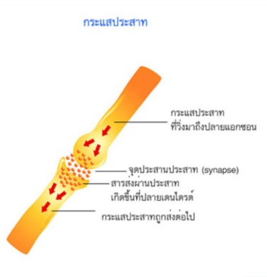 คำอธิบาย: http://www.med.cmu.ac.th/dept/vascular/human/lesson/nerve/nerve8.jpg