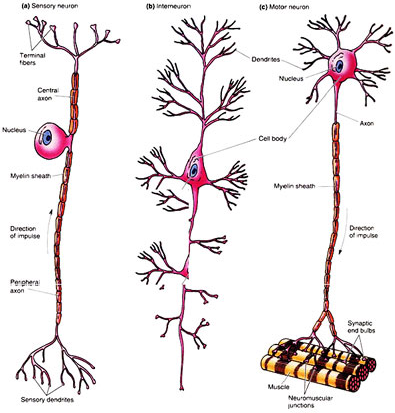 คำอธิบาย: http://www.med.cmu.ac.th/dept/vascular/human/lesson/nerve/nerve3.jpg