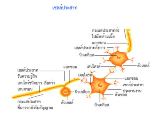 คำอธิบาย: http://www.med.cmu.ac.th/dept/vascular/human/lesson/nerve/nerve7.jpg