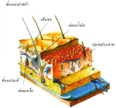 คำอธิบาย: http://www.surin.js.ac.th/9%20%E0%B8%A3%E0%B8%B0%E0%B8%9A%E0%B8%9A%E0%B8%9B%E0%B8%A3%E0%B8%B0%E0%B8%AA%E0%B8%B2%E0%B8%97/skin01.jpg