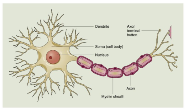 คำอธิบาย: http://www.surin.js.ac.th/9%20%E0%B8%A3%E0%B8%B0%E0%B8%9A%E0%B8%9A%E0%B8%9B%E0%B8%A3%E0%B8%B0%E0%B8%AA%E0%B8%B2%E0%B8%97/neuron.jpg