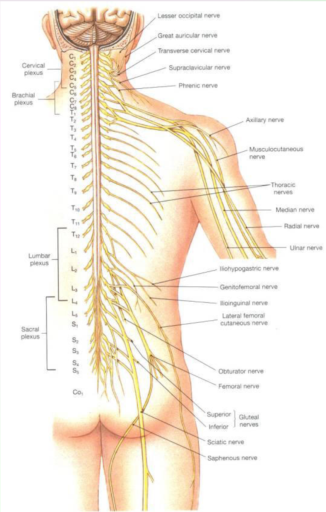 คำอธิบาย: http://www.surin.js.ac.th/9%20%E0%B8%A3%E0%B8%B0%E0%B8%9A%E0%B8%9A%E0%B8%9B%E0%B8%A3%E0%B8%B0%E0%B8%AA%E0%B8%B2%E0%B8%97/nervou48.jpg