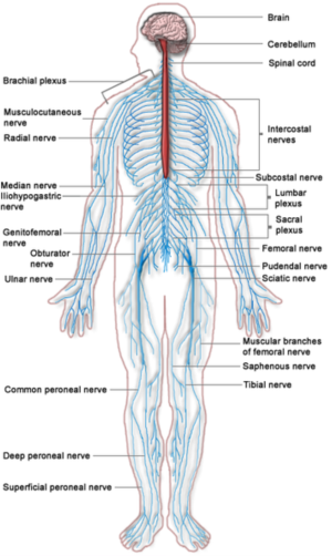 คำอธิบาย: ไฟล์:Nervous system diagram.png