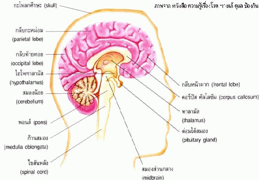 คำอธิบาย: http://www.thaigoodview.com/library/contest2552/type2/health04/04/kongsea.gif