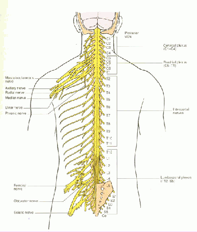 คำอธิบาย: http://www.thaigoodview.com/library/contest2552/type2/health04/04/kongsea1.gif