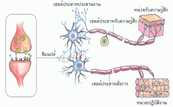 คำอธิบาย: http://www.thaigoodview.com/library/contest2552/type2/health04/04/kongsea2.gif